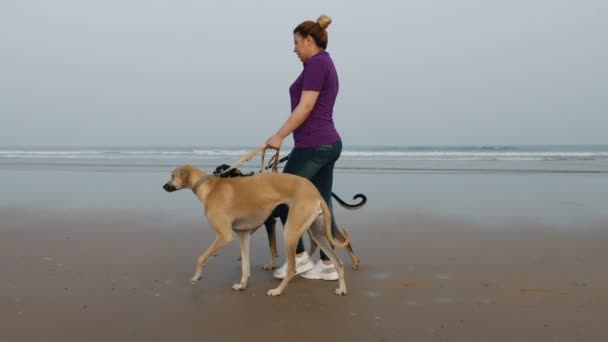 Woman Walks Beach Two Sloughi Dogs Arabian Greyhound Leash Healthy — Vídeo de Stock