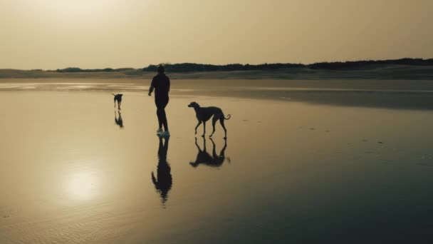 Woman Walks Her Two Sloughi Dogs Arabian Greyhound Beach Healthy — Vídeo de Stock