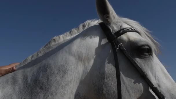 Ręka Uderza Konia Szyję Zbliżenie Końskiej Głowy Wiatrem Grzywie Kłódka — Wideo stockowe