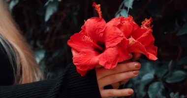 Woman hands holding and turning hibiscus flower blossoms. Real-time footage. Cinematic color graded.