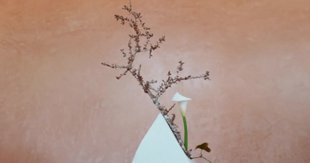 Зображення Квітки Ікебана Лілілією Calla Сухим Розгалуженням Білій Ікебановій Вазі — стокове відео