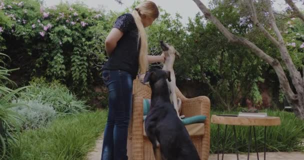 Attractive Woman Interacts Her Two Sloughi Dogs Arabian Greyhound Garden — 图库视频影像