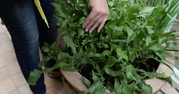 Closeup Woman Cutting Organic Dandelion Leaves Pot Her Garden Home — Video Stock