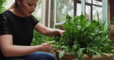 Kadının biri evindeki bir tencerede organik karahindiba yaprakları kesiyor. Sağlıklı gıda yaşam tarzı.