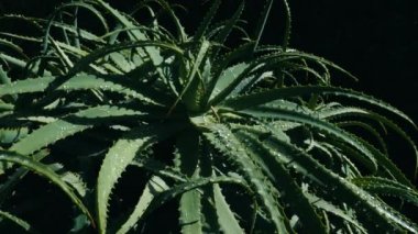 Closeup Aloe Vera plant with rain drops on leaves. Natural medical plant for skin treatment. 