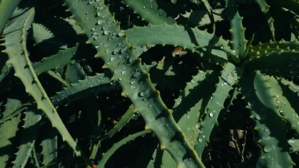 Großaufnahme Aloe Vera Pflanze Mit Regentropfen Auf Blättern Natürliche Heilpflanze — Stockvideo