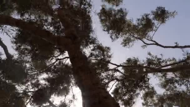 Big Olive Tree Olea Europaea Branches Sway Heavy Wind Stormy — Vídeo de stock