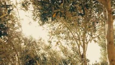 Büyük zeytin ağacı (Olea europaea) ağır rüzgarda sallanır, yavaş çekimde güneş dalların arasından (arka planda) parlar. Parlak, sıcak, güneşli, eski moda bir duygu. Yüksek açı.