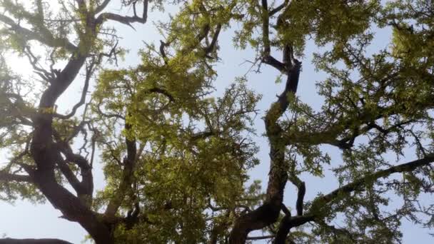 Argan Tree Showing Top Tree Large Branches Slow Motion Horizontal — Vídeo de stock