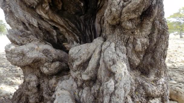 Argan Träd Närbild Stammen Vacker Abstrakt Träd Bark Natur Träd — Stockvideo