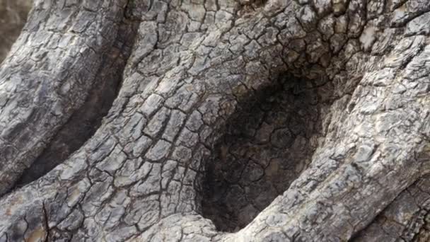 Argan Tree Closeup Trunk Beautiful Abstract Tree Bark Nature Tree — Vídeo de stock
