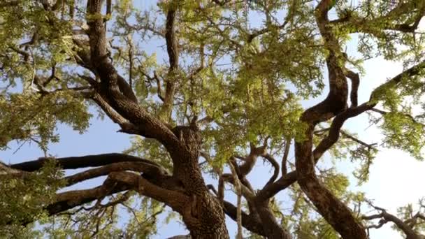 Argan Tree Top Tree Abstract Branches Slow Motion Tree Cultivated — Vídeo de stock