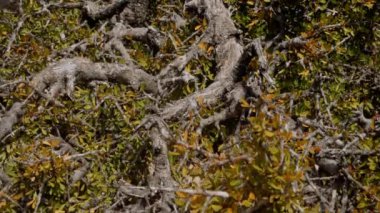 Dry Argan tree branches with yellow leaves in autumn. Closeup, slow motion. The tree is cultivated for the famous Argan oil that is produced from the kernels of the nuts.