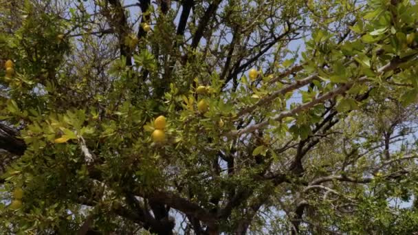 Argan Tree Branches Ripe Argan Nuts Green Leaves Closeup Slow — Vídeo de stock