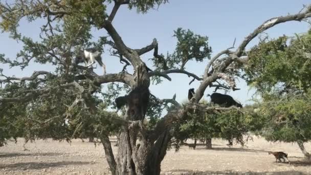 ヤギが葉やナッツを食べているアーガンの木 Essaouira モロッコ 木はナッツのカーネルから生産される有名なアーガン油のために栽培されています リアルタイム映像 — ストック動画