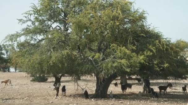 葉やナッツを食べるアーガンの木のヤギ Essaouira モロッコ 木はナッツのカーネルから生産される有名なアーガン油のために栽培されています リアルタイム映像 — ストック動画