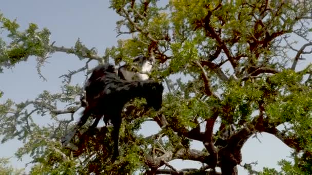 2頭のヤギが葉とナッツを食べているアーガンの木 モロッコのEssaouiraにいます 木はナッツのカーネルから生産される有名なアーガン油のために栽培されています リアルタイム映像 — ストック動画