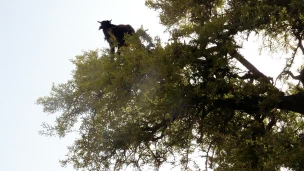 Una Cabra Está Alto Árbol Argán Comiendo Sus Hojas Nueces — Vídeo de stock