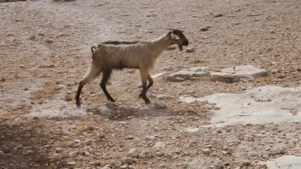 Uma Cabra Caminha Câmera Lenta Sobre Terras Agrícolas Pedregosas Secas — Vídeo de Stock