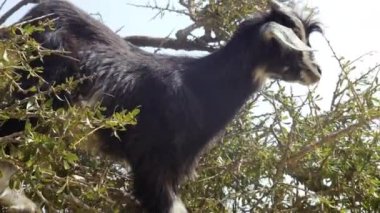 Yeşil yapraklı Argan ağaç dalları. Ağır çekim. Ağaç, fındık tanelerinden üretilen ünlü Argan yağı için yetiştirilir..