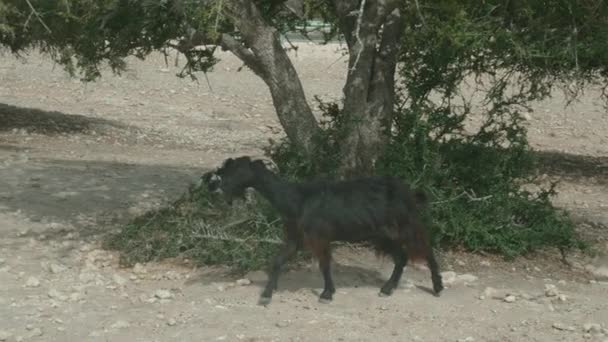 Koza Spaceruje Zwolnionym Tempie Suchej Kamienistej Farmie Doganiając Swoje Dziecko — Wideo stockowe