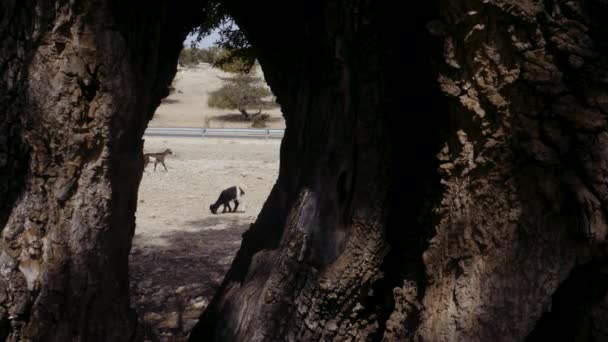 Κοιτάζοντας Ανάμεσα Δύο Κορμούς Δέντρων Argan Μια Κατσίκα Περπατά Αργή — Αρχείο Βίντεο
