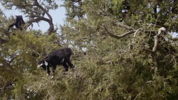 Young Black Goat Eats Leaves High Argan Tree Edge Branches — Vídeo de stock