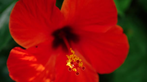 赤いハイビスカスの花のマクロクローズアップは スティグマと雄蕊に焦点を当てています スローモーション映像 — ストック動画
