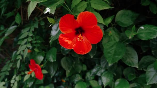 Röd Hibiskus Blommor Rör Sig Mjukt Vinden Gröna Hibiskusväxter Som — Stockvideo