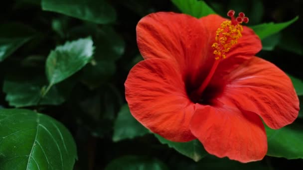 Closeup Red Hibiscus Flower Blossom Moving Softly Wind Slow Motion — Vídeos de Stock