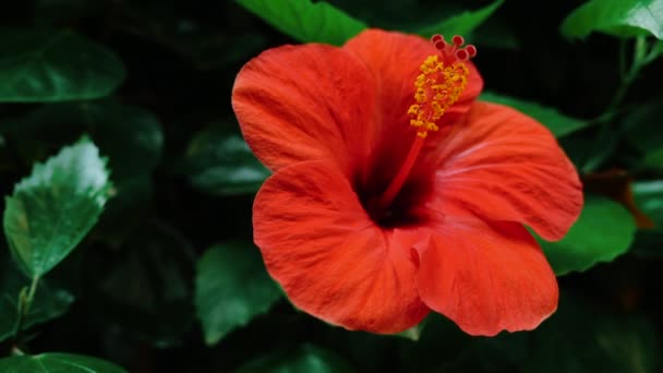 Closeup Red Hibiscus Flower Blossom Moving Softly Wind Slow Motion — Stock Video