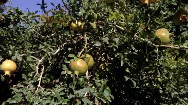 Гранатовые Плоды Висят Дереве — стоковое видео