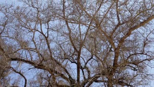 Árbol Argán Abstracto Seco Ramas Contra Cielo Azul Árbol Cultiva — Vídeo de stock