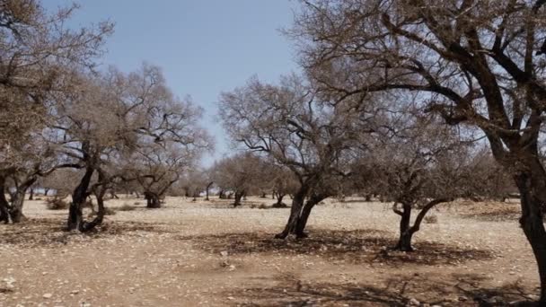 Bosque Argán Después Verano Seco Sin Lluvia Terreno Árido Pedregoso — Vídeo de stock