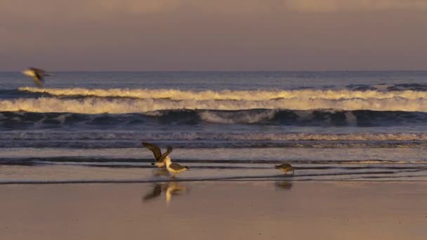 一大早 一群海鸥在海滩上躲避着汹涌的海浪 Essaouira Morocco Atlantic Coast — 图库视频影像