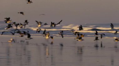 Bir martı sürüsü sabahın erken saatlerinde plajda gelen yüksek deniz dalgalarına karşı. Essaouira, Fas, Atlantik kıyısı.