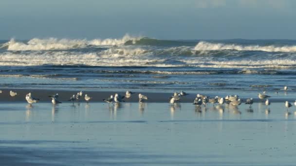 Una Bandada Gaviotas Temprano Mañana Playa Contra Las Altas Olas — Vídeos de Stock