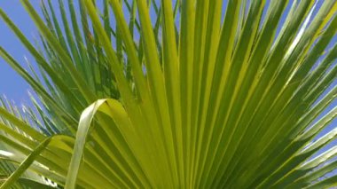 Yeşil palmiye, Washingtonia filifera 'dan, çöl taraftar palmiyesinden, mavi gökyüzüne karşı ayrılıyor. Doğa arkaplan görüntüleri.