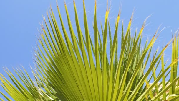 Grüne Palmenblätter Washingtonia Filifera Wüstenfächerpalme Vor Blauem Himmel Hintergrundmaterial Zur — Stockvideo