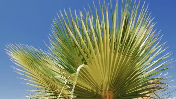 Grüne Palmenblätter Washingtonia Filifera Wüstenfächerpalme Vor Blauem Himmel Hintergrundmaterial Zur — Stockvideo