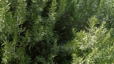 Doğal organik biberiye çalısı. Baharat olarak kullanılır, çay ya da alternatif tıp için..