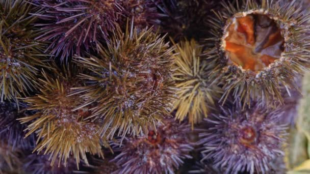 Pile Oursins Avec Ouvert Prêt Manger Marché Aux Poissons Essaouira — Video