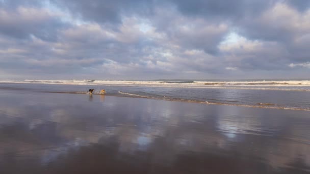 Cão Sloughi Marrom Preto Galgo Árabe Galgo Norte Africano Corre — Vídeo de Stock