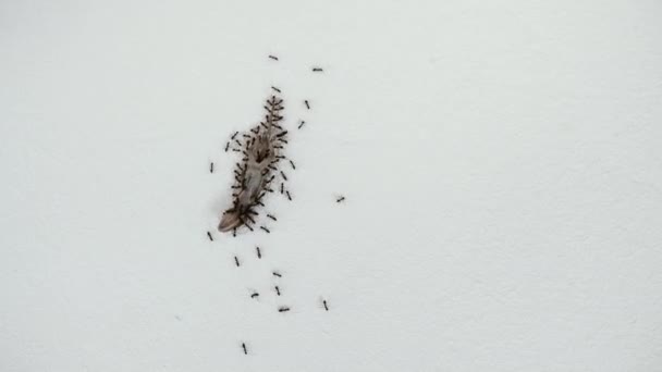 Ants Trail Many Ants Carrying Dead Gecko Wall Concept Animal — Stock Video