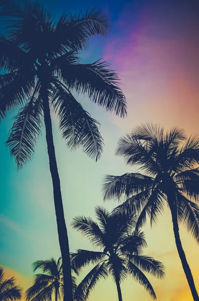 Retro palmy zachód słońca — Zdjęcie stockowe