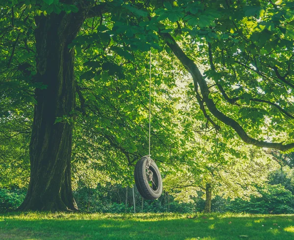 타이어 스윙으로 큰 나무 — 스톡 사진