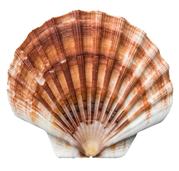 Vieiras castanhas isoladas Shell — Fotografia de Stock