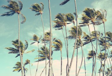 Retro Vintage Hawaii Palm Trrees In The Wind clipart
