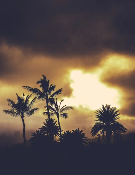 Retro stijl Hawaii palmen bij zonsondergang — Stockfoto