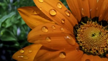 Portakal çiçeği animasyon